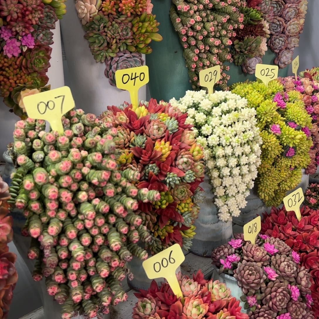 这个是029是好看的小