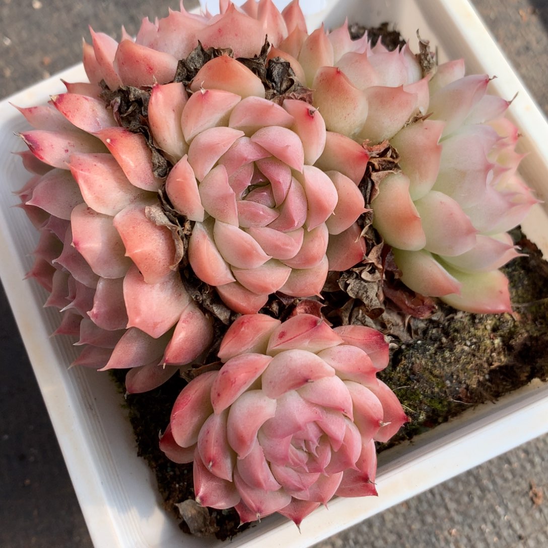 2   新年快乐发发发