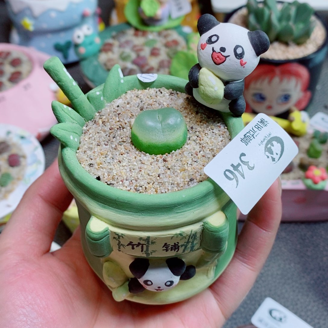 ****"生石花花花花花花346