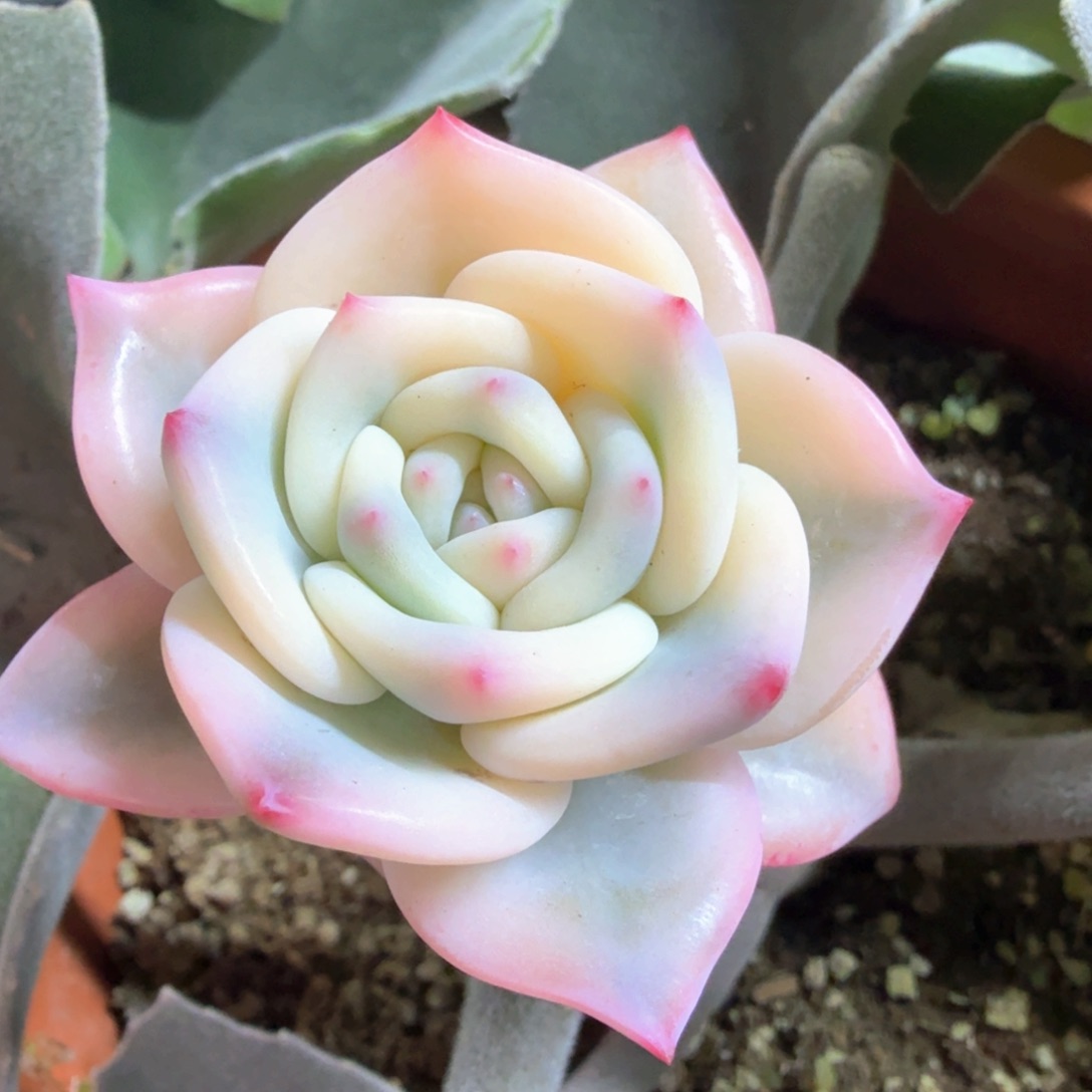 香槟锦 多肉植物锦 