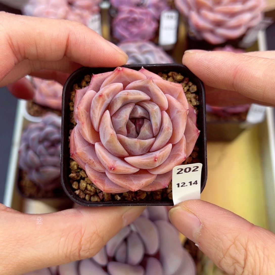 好好看202、哈哈哈哈