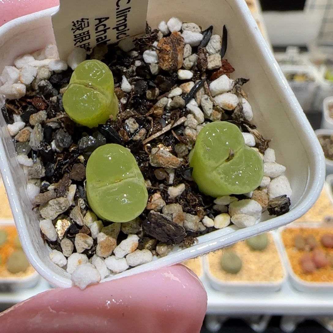 肉锥多肉植物百科25-绿眼睛755