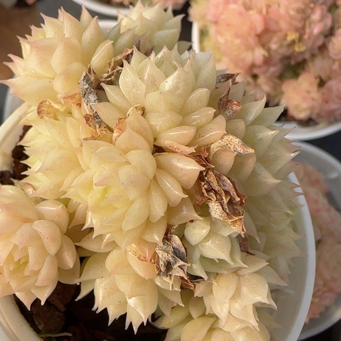 花语逸镜0215-482散