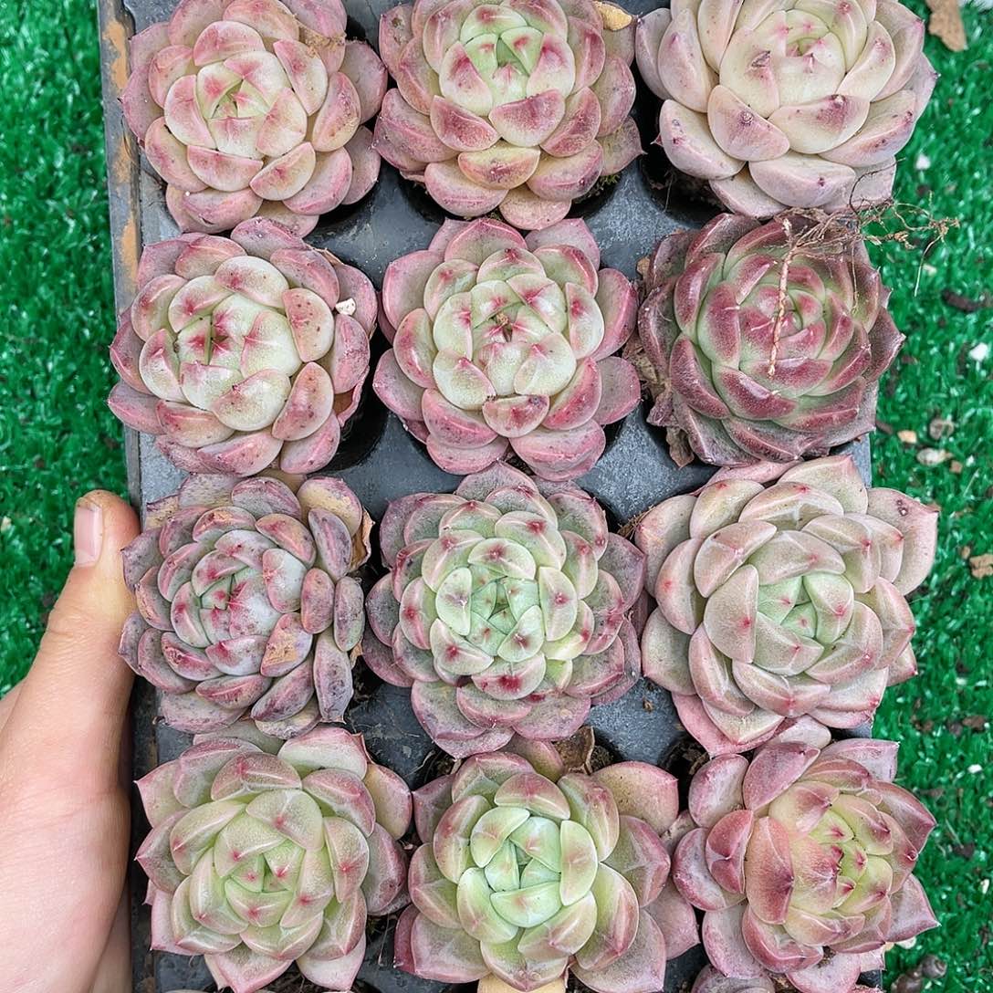 多肉一物一拍25-60