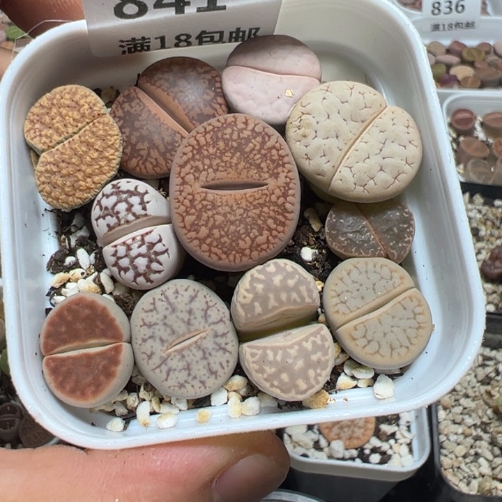 【闪购商品】 841。