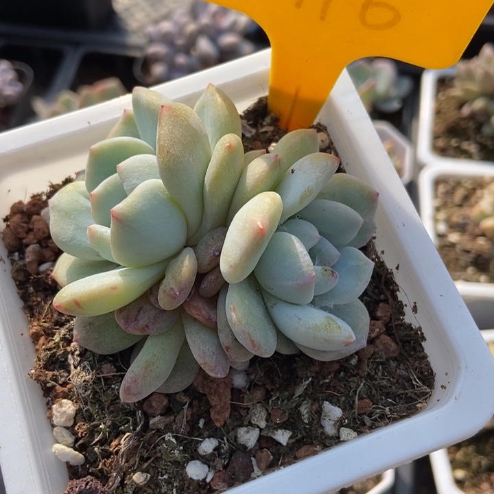 2116橙子石化多肉植物保护