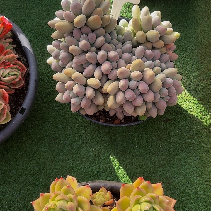 暮***雨丽娟花卉粉色恋人