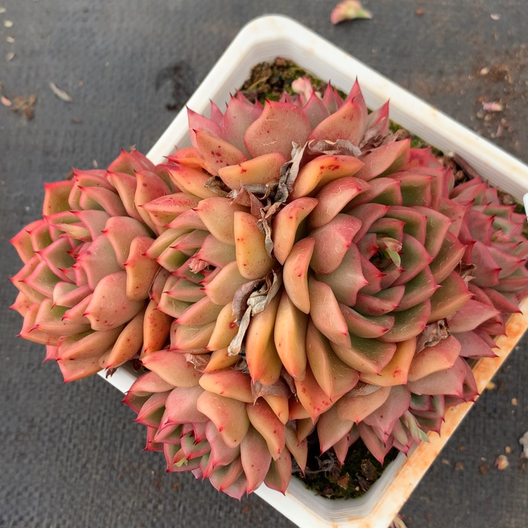 3690杂交多肉植物