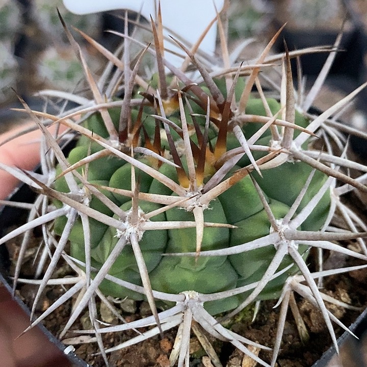 孤品实生控养五十铃碧岩玉92号