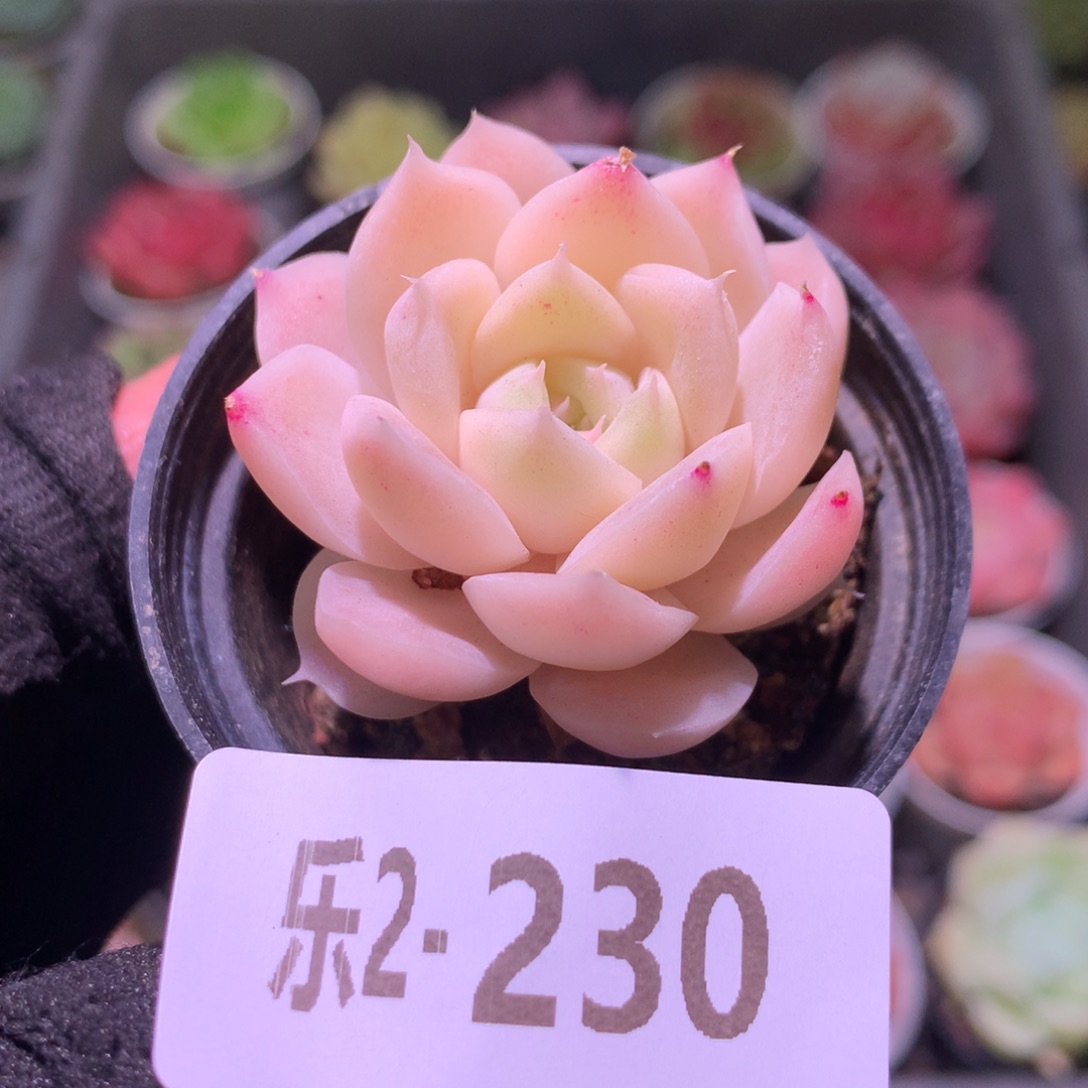 乐然 2-230 白冰雪女王 