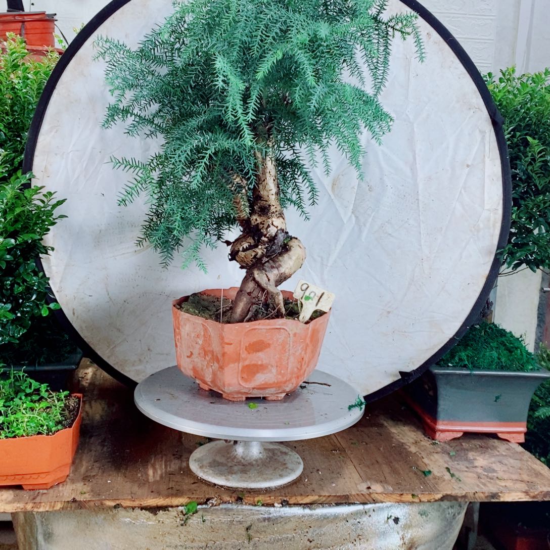 靓***丽完全开放901编号澳洲衫