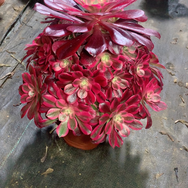 100美杜莎多肉111111