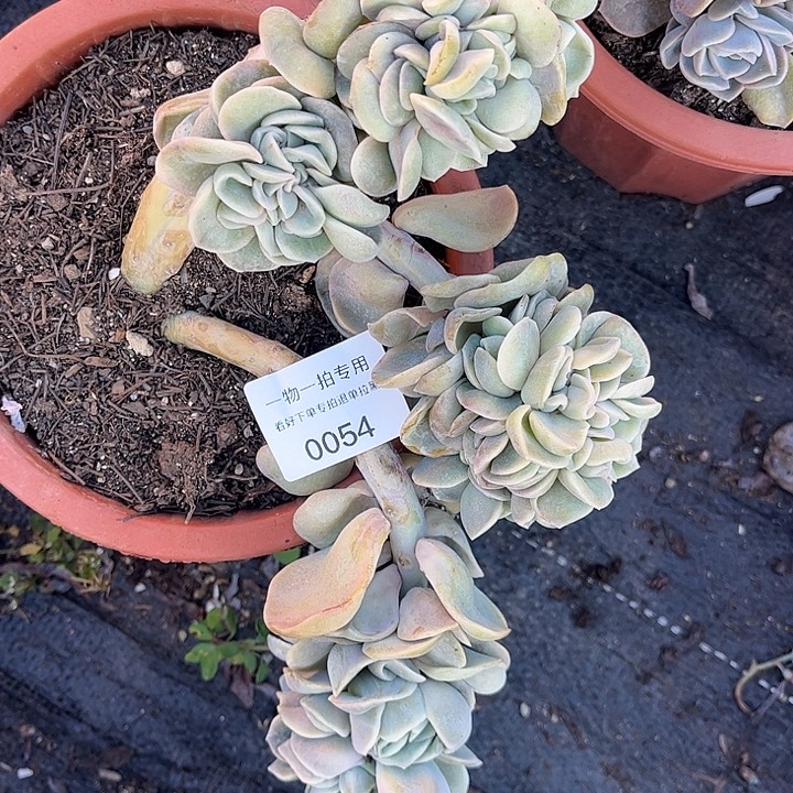 可爱玫瑰缀化，一物一拍
