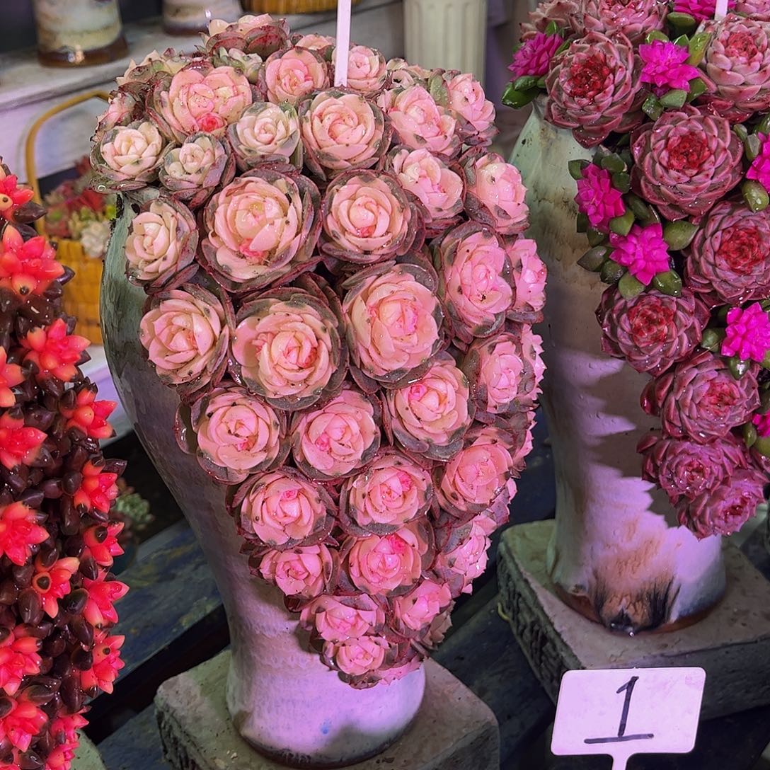 成品懒人彩色盆景