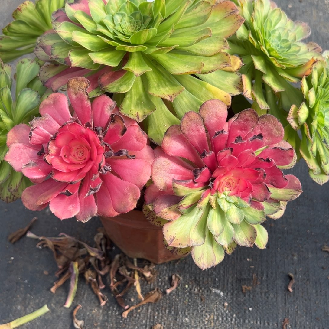 213知否多肉多肉多肉多肉