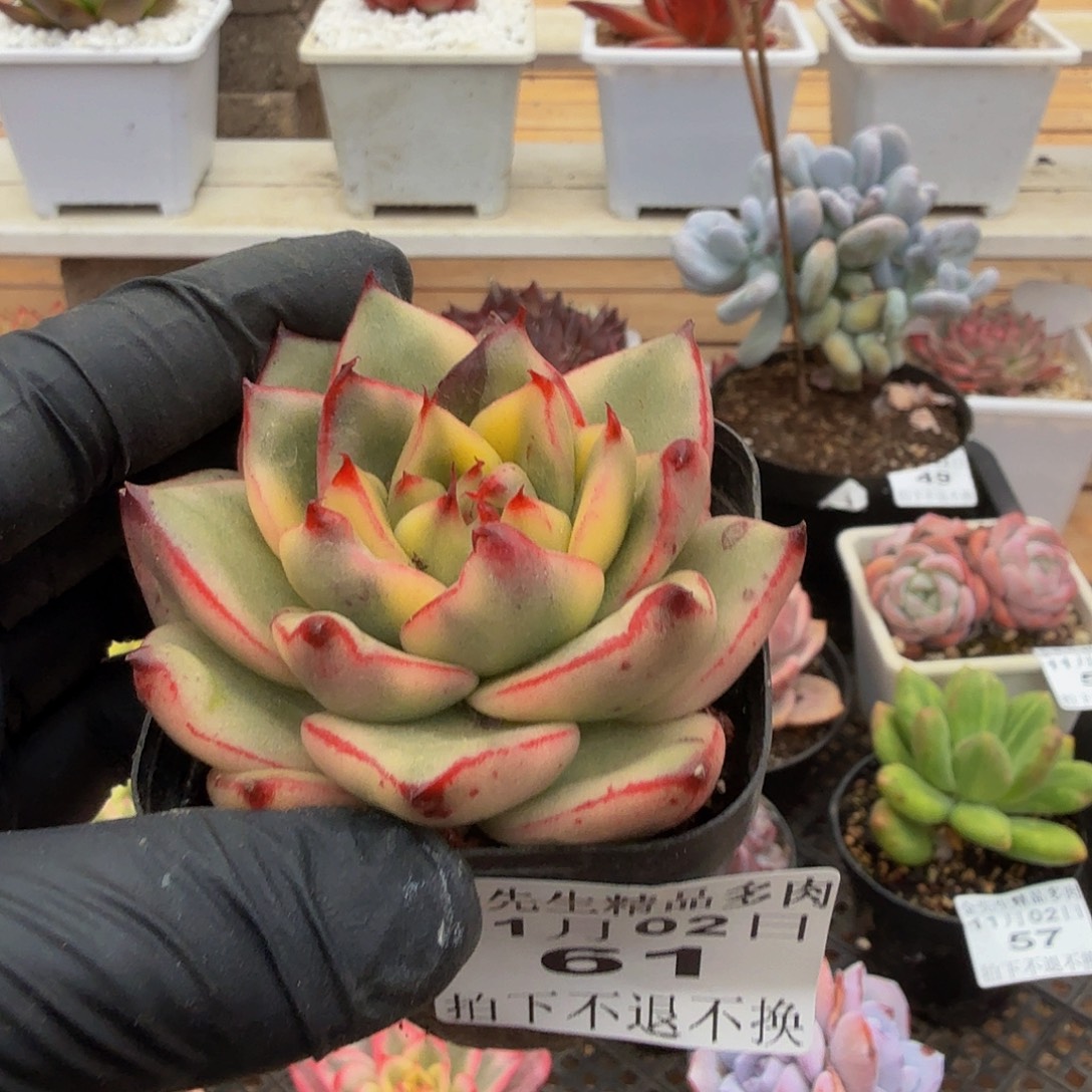 1102-61韩乌锦单头