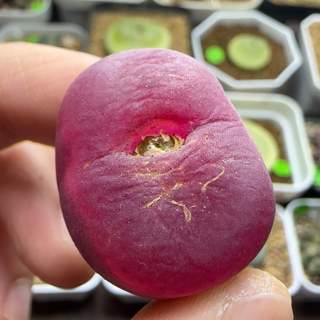 磨砂丝绒多肉植物153