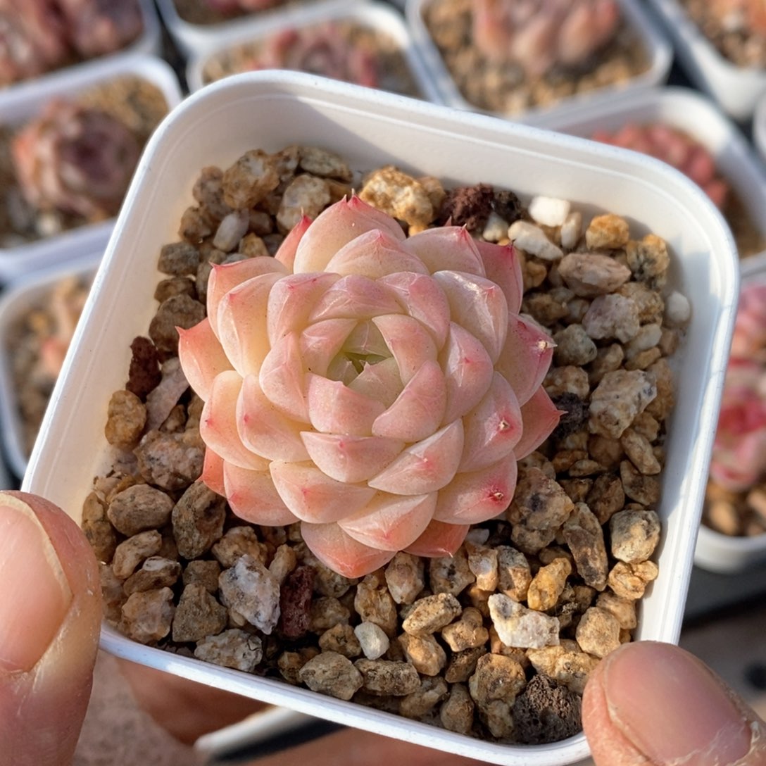 精品多肉一物一拍22