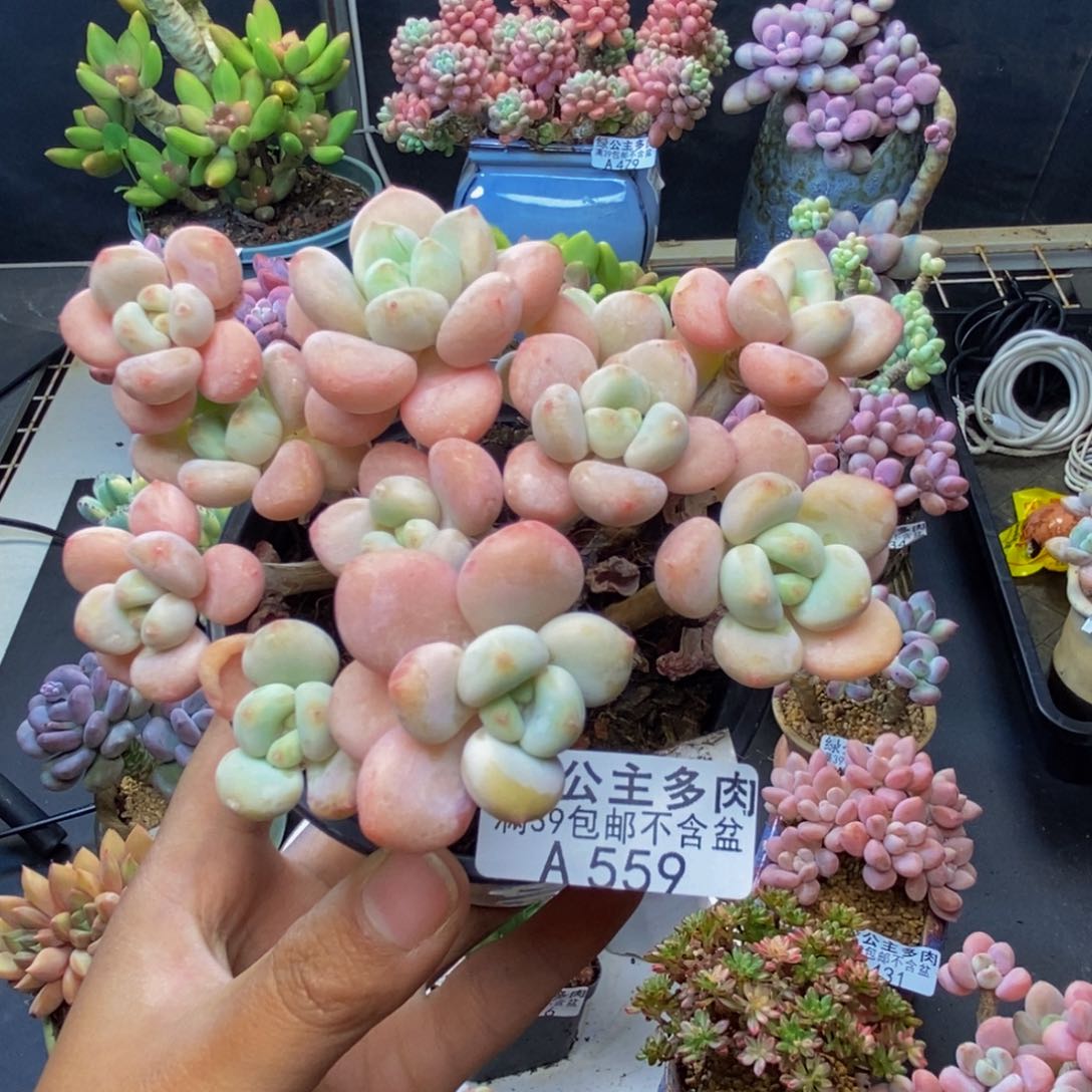 用****9559橘子香水多肉9c m