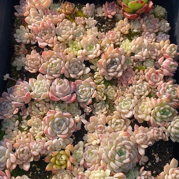 207 多肉植物盆栽花卉植物