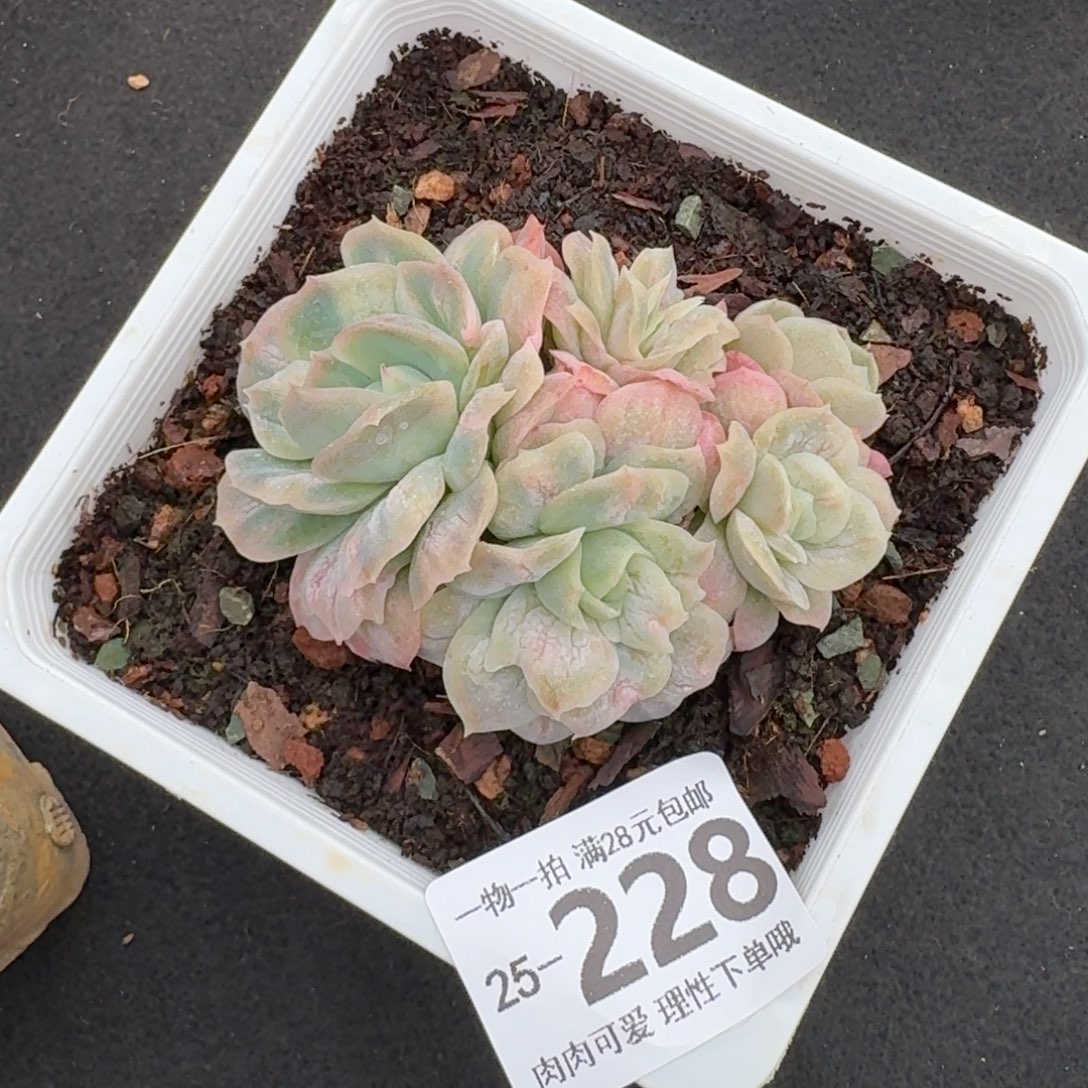 泡泡纱裙无盆土无盆土发货无