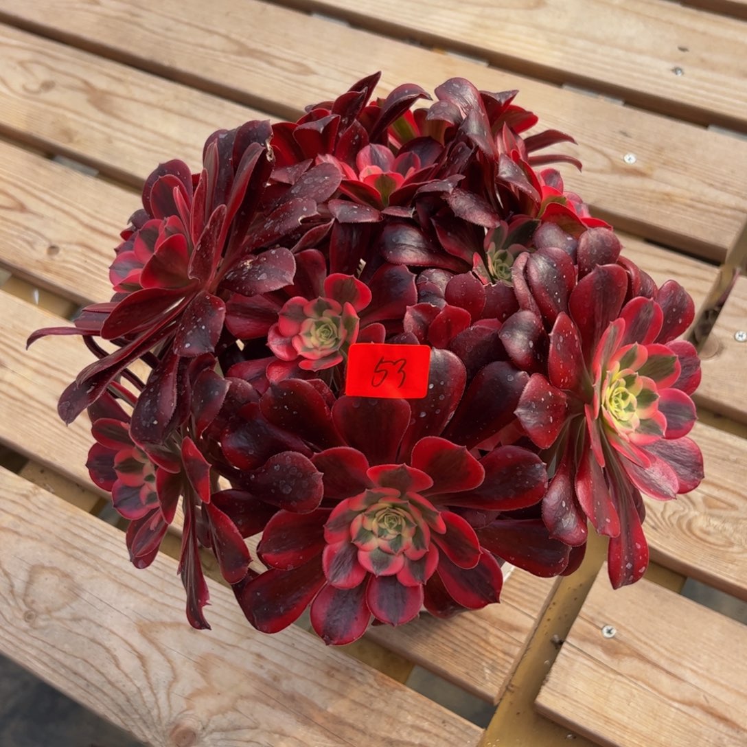 53炖肉发货植物美杜莎