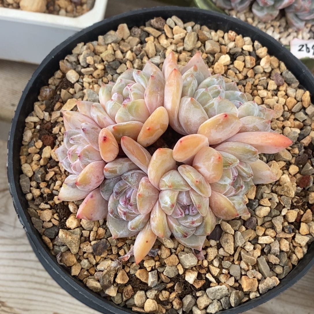 六头黄底紫心脸朝上 