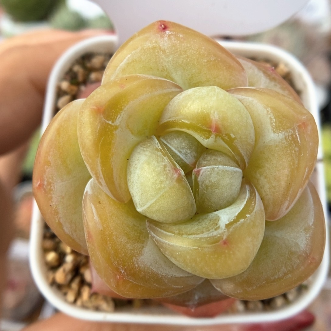 金雀可拍4834号。        