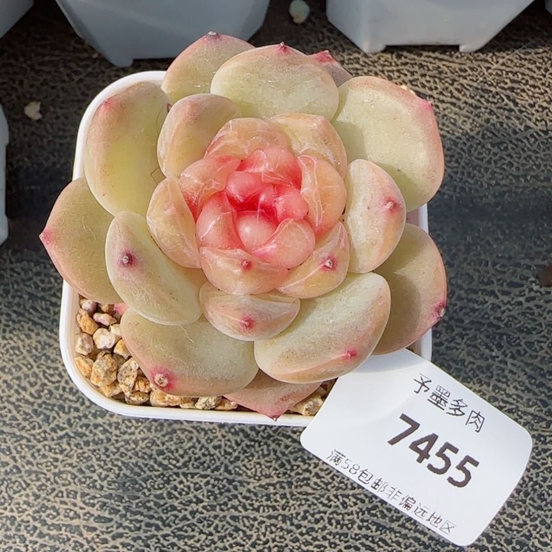 彩虹方糖，7455多肉植物