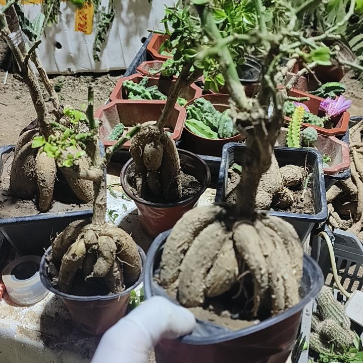 昙***花月之桂脱土一颗发货