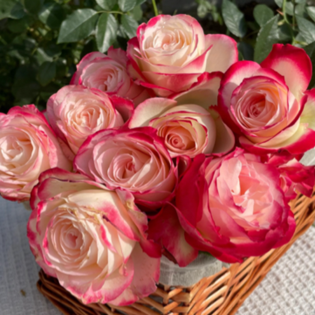 摩洛哥公爵灌木盆栽月季樱桃四季开花室外阳台庭院种植耐寒视频