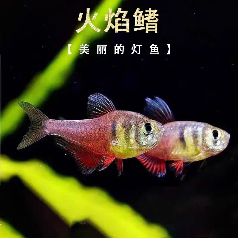火焰旗扯旗鱼热带淡水鱼苗观赏鱼鱼苗观赏鱼小型食人鱼鱼苗观赏鱼
