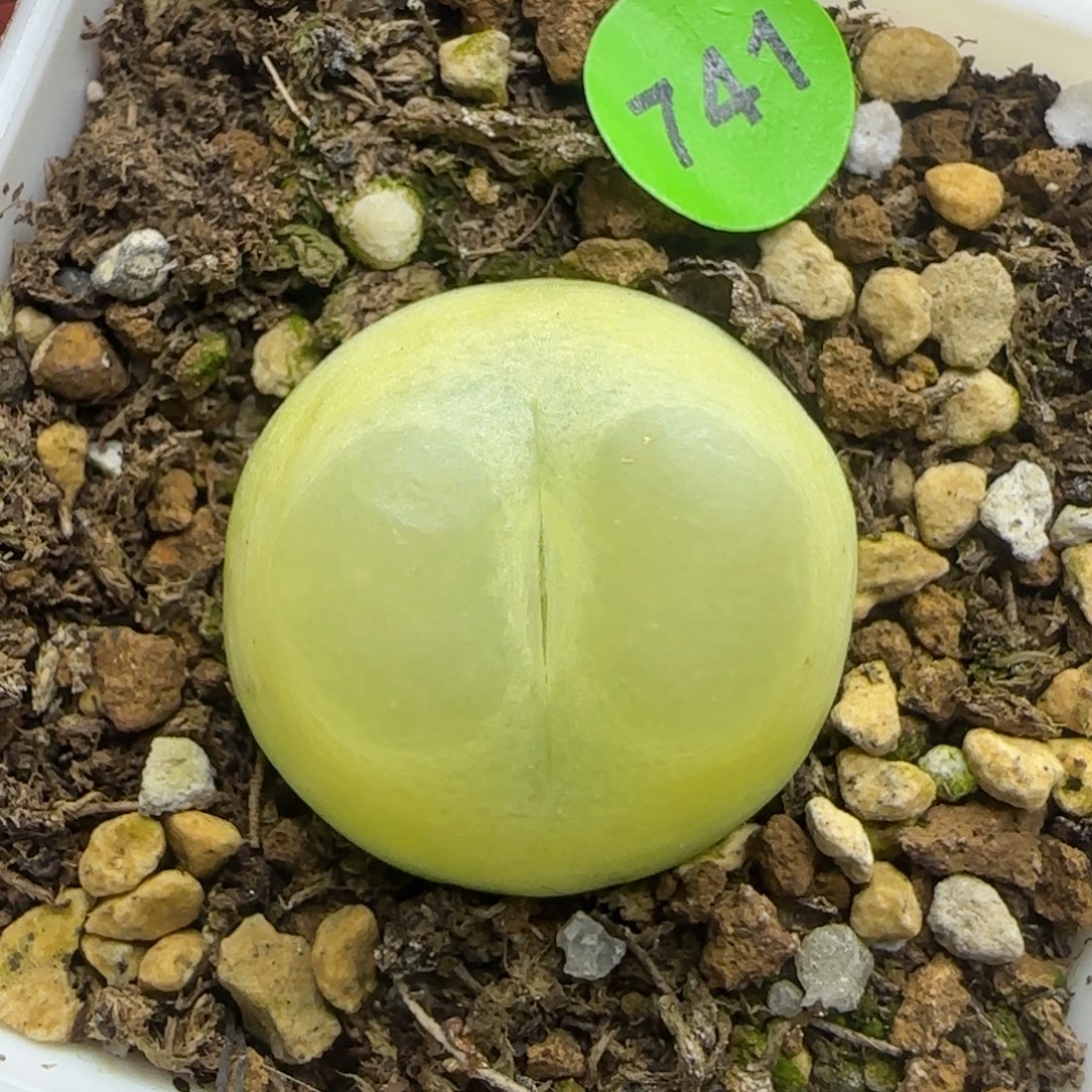 拉登2.2+多肉植物741