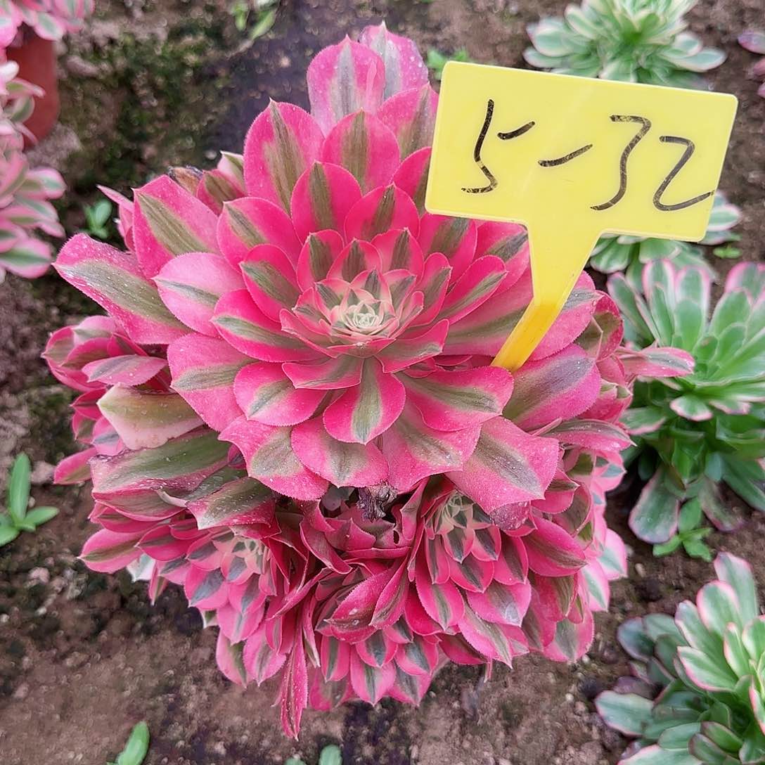 5-32---多头多肉植物女巫