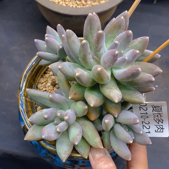 夏悦多肉0210-221星空美人