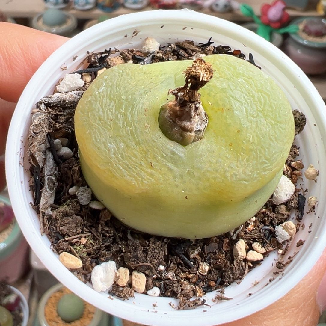 多肉植物125号大毛3.5厘米