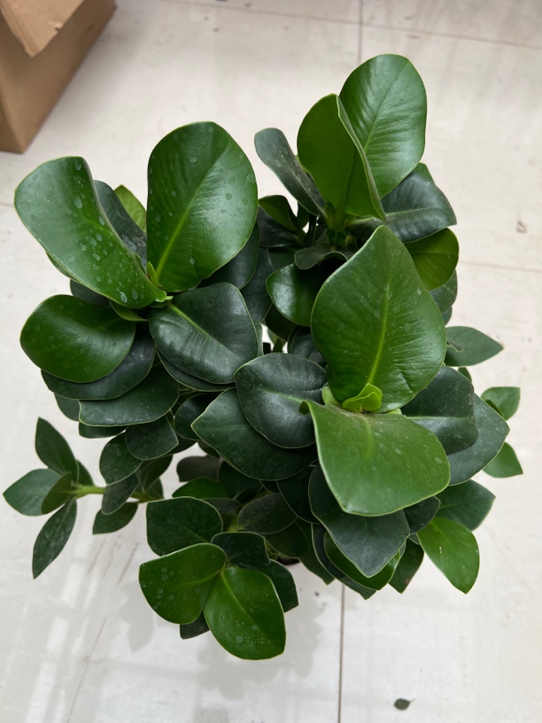 四季常绿签名树盆栽花卉办公室室内阳台绿植植物桌面净化空气