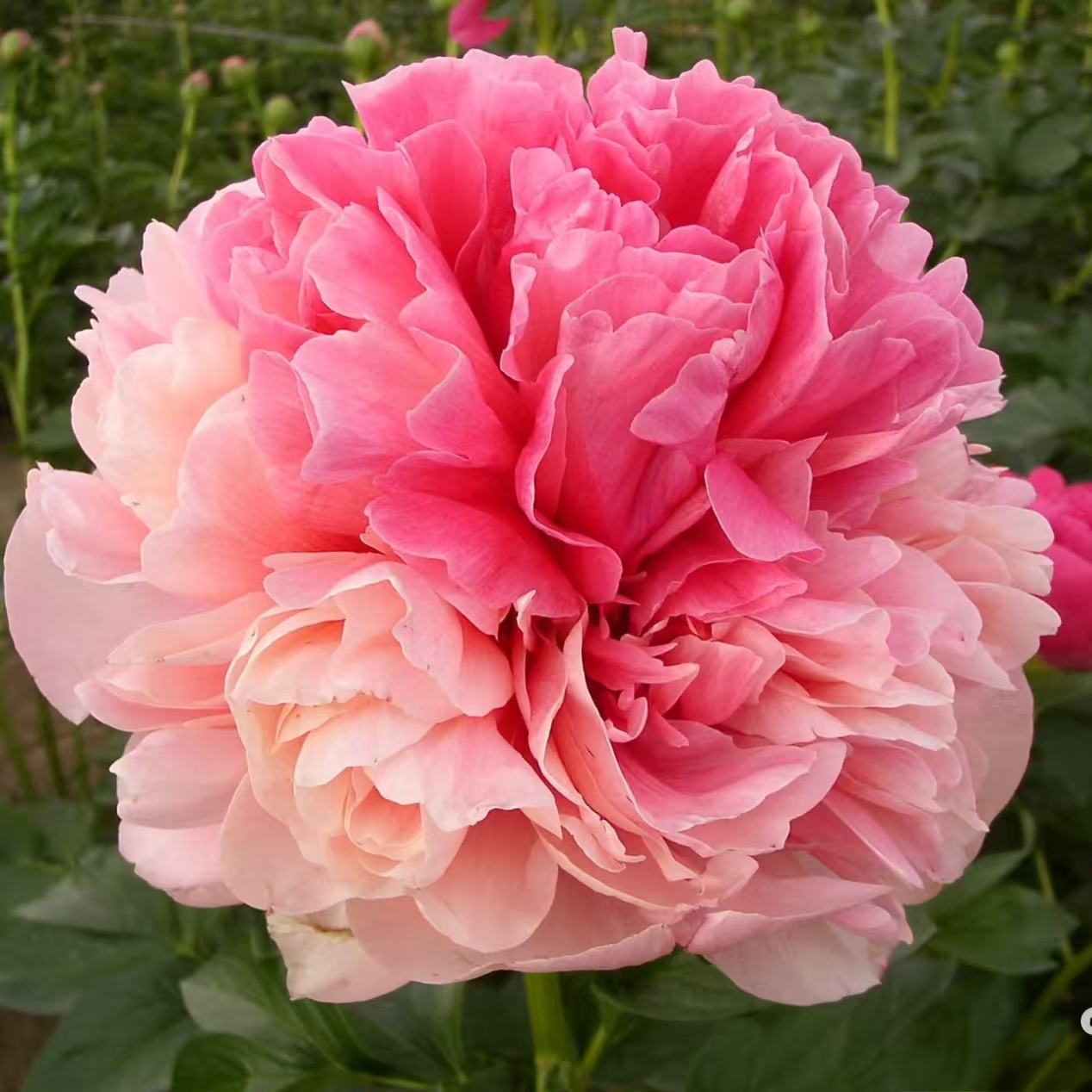 【金姆】高端稀有荷兰进口芍药