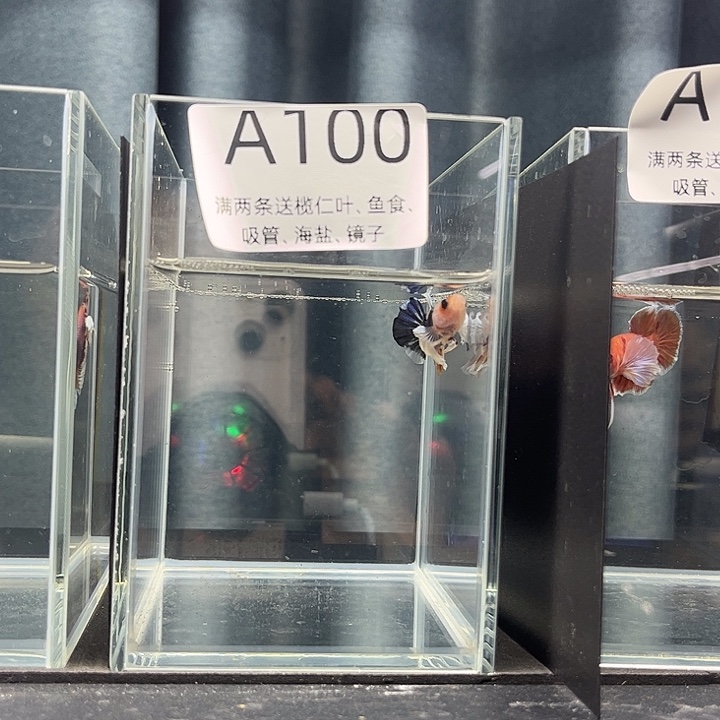 斗鱼泰国斗鱼A100号