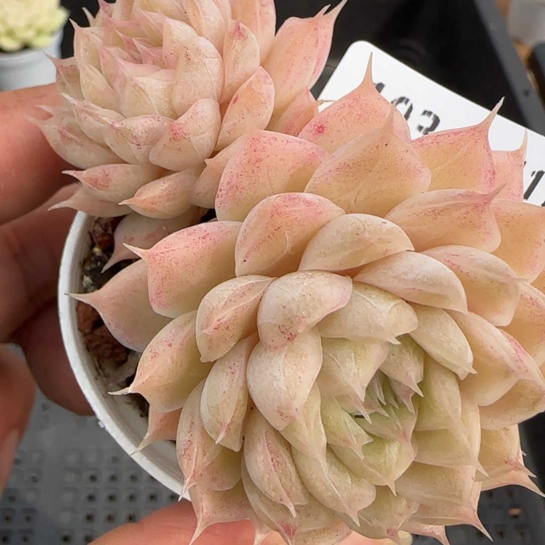 花语逸境0217-103