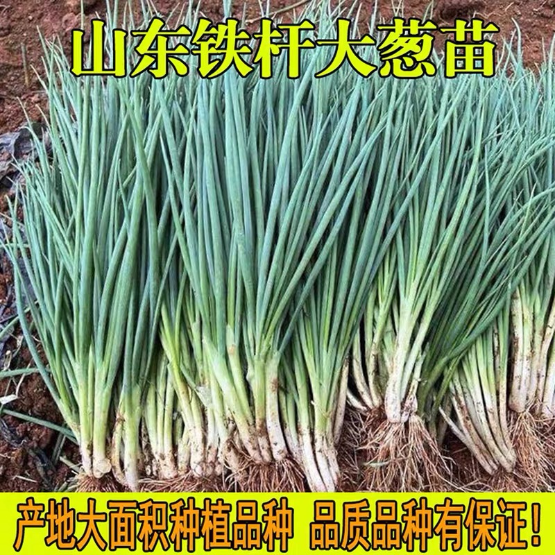 新鲜大葱秧苗山东铁杆大葱苗大葱栽子大葱苗带根大葱苗子新鲜现挖