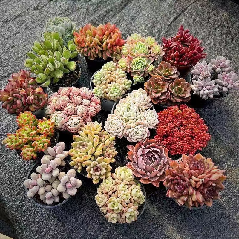 【随机不指定满满一箱6颗多肉】带盆带土栽好一整箱不重复昆明直发