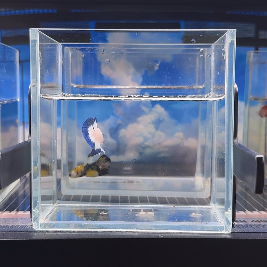 斗鱼高品质vip超星鱼青花净身