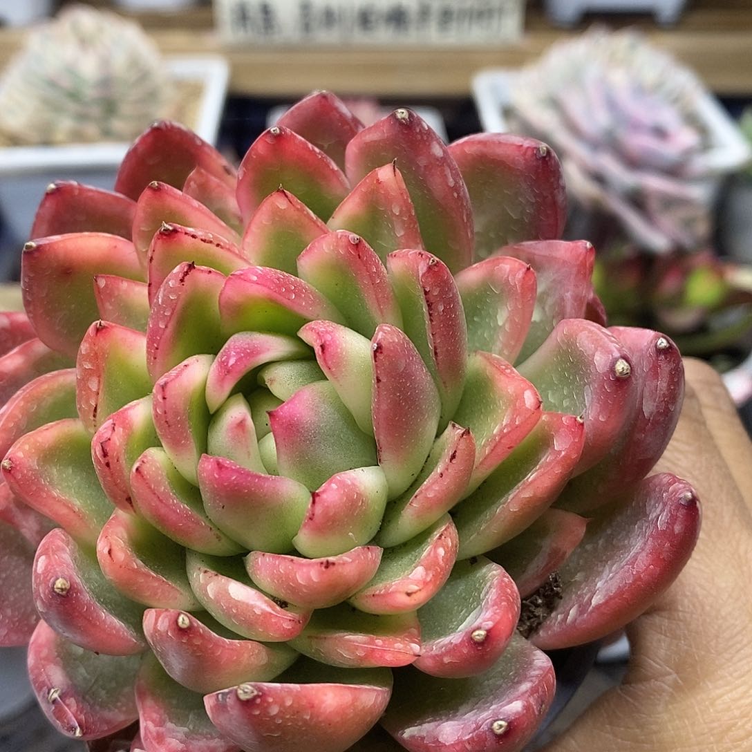 06192 水晶珍妮锦