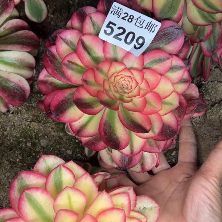 5209南荔枝多肉植物