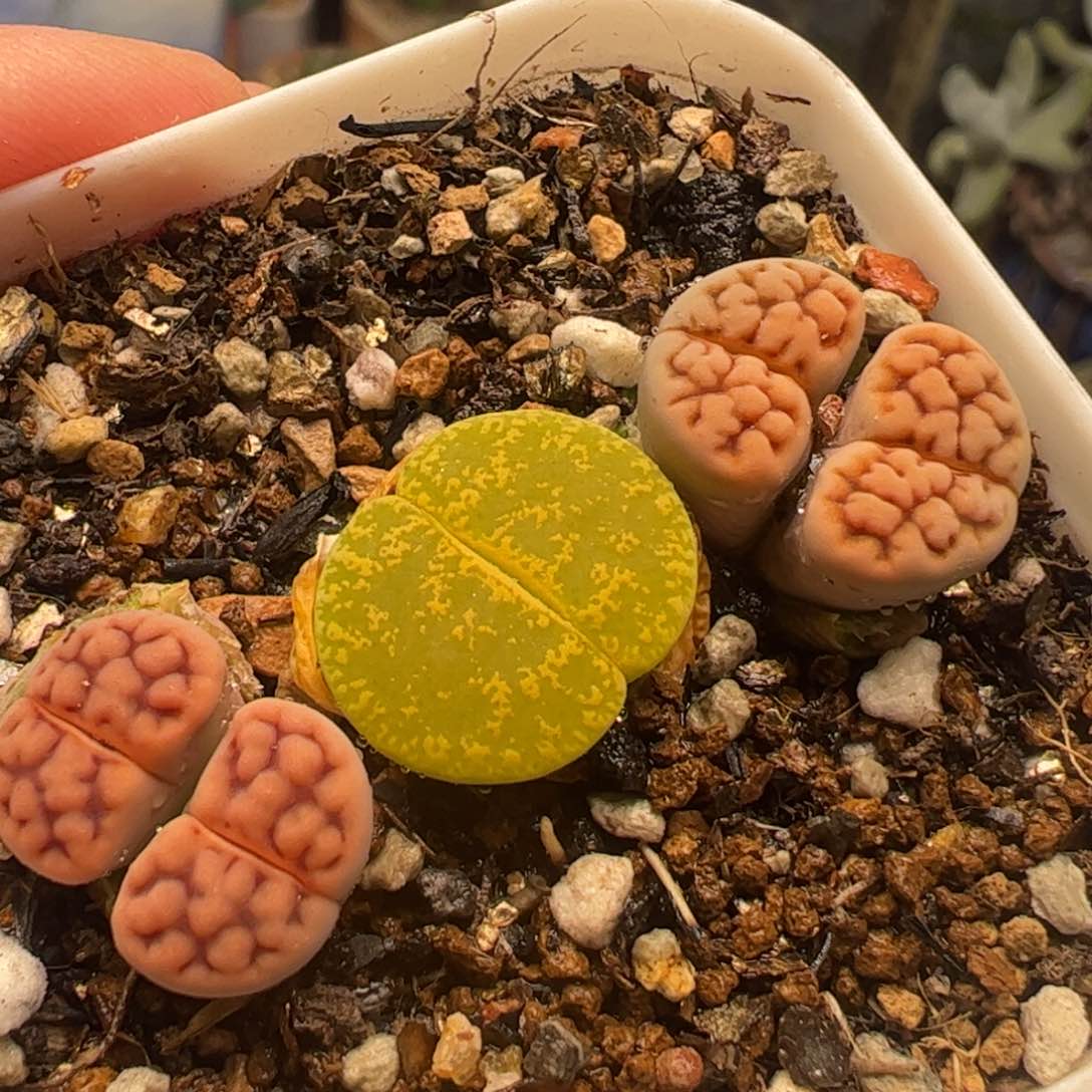 特价多肉植物百科21