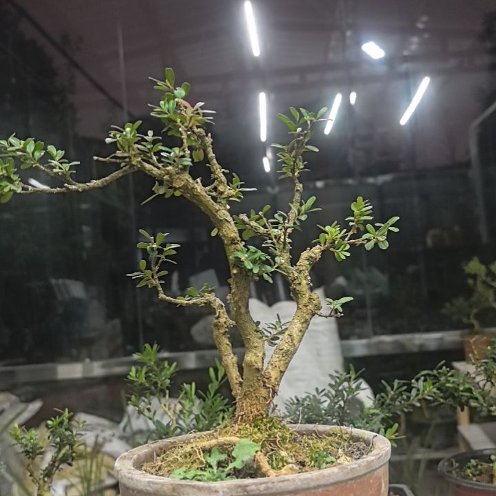 木爱****情黄杨花造型盆景树