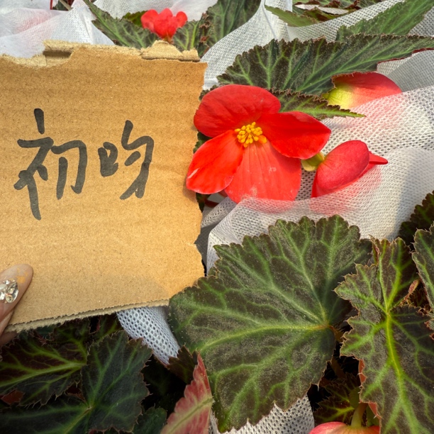 花屿厘【景观海棠】初吻