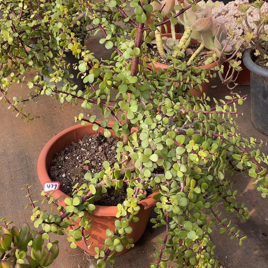 479金枝玉叶一物一拍多肉