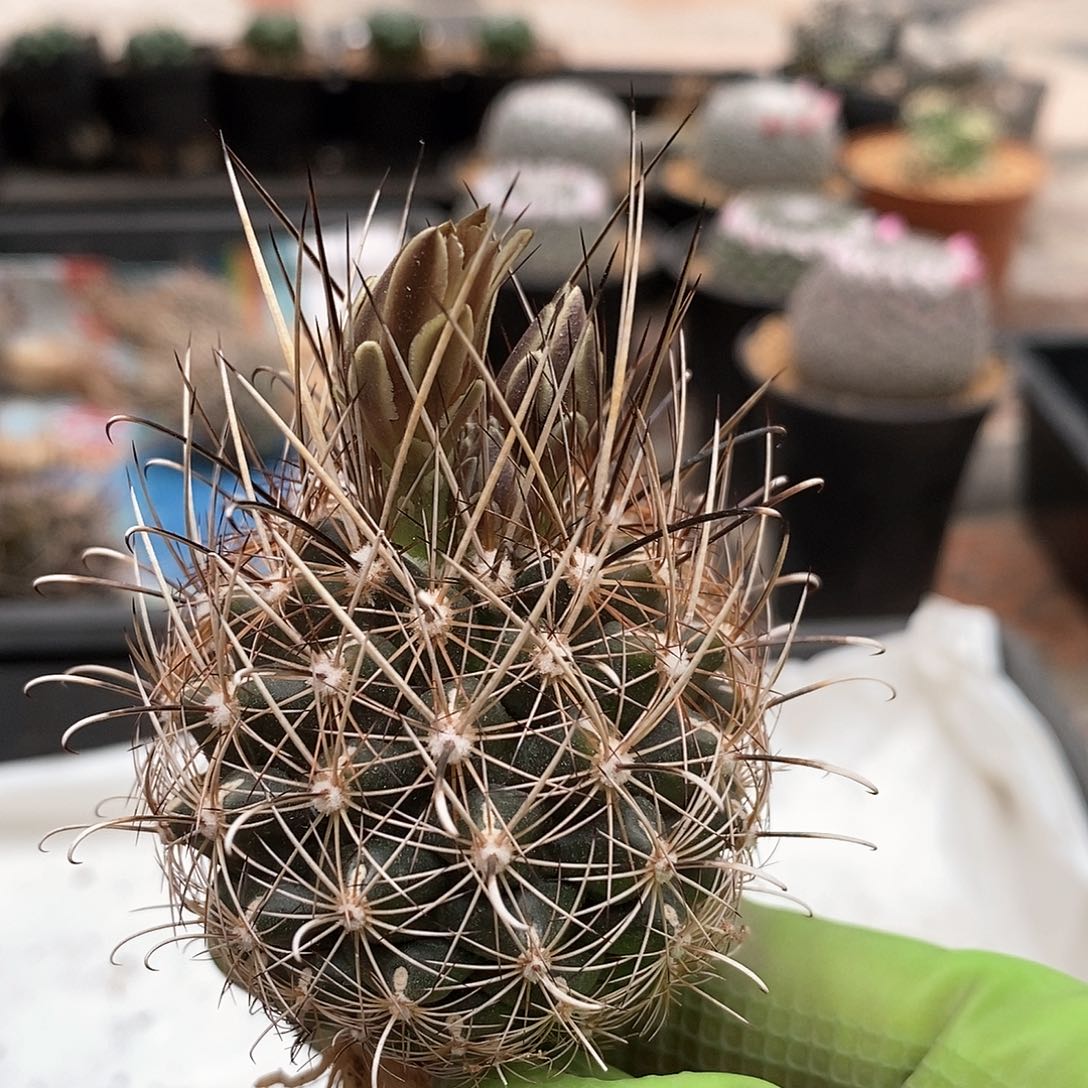 实生金罗莎仙人球